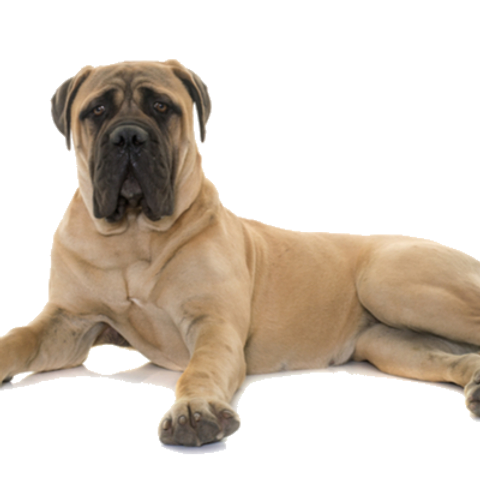 T-Rex Elk Antler Chew
