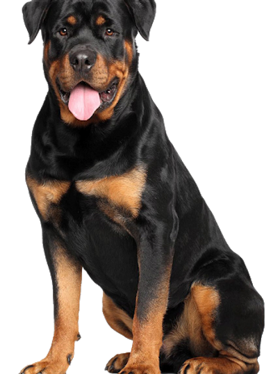 Mammoth Elk Antler Chew