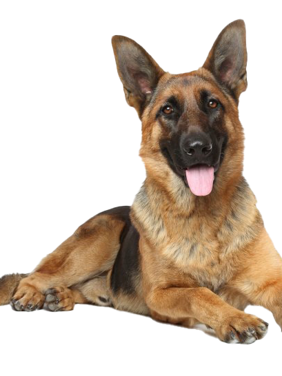 Mammoth Elk Antler Chew