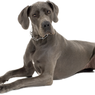 T-Rex Elk Antler Chew