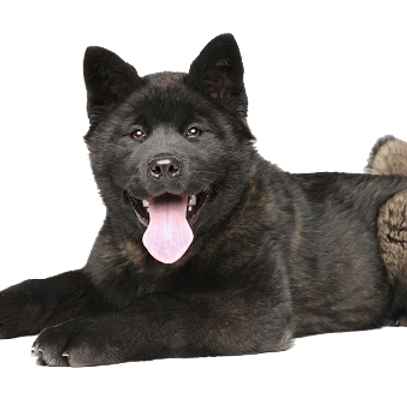 T-Rex Elk Antler Chew