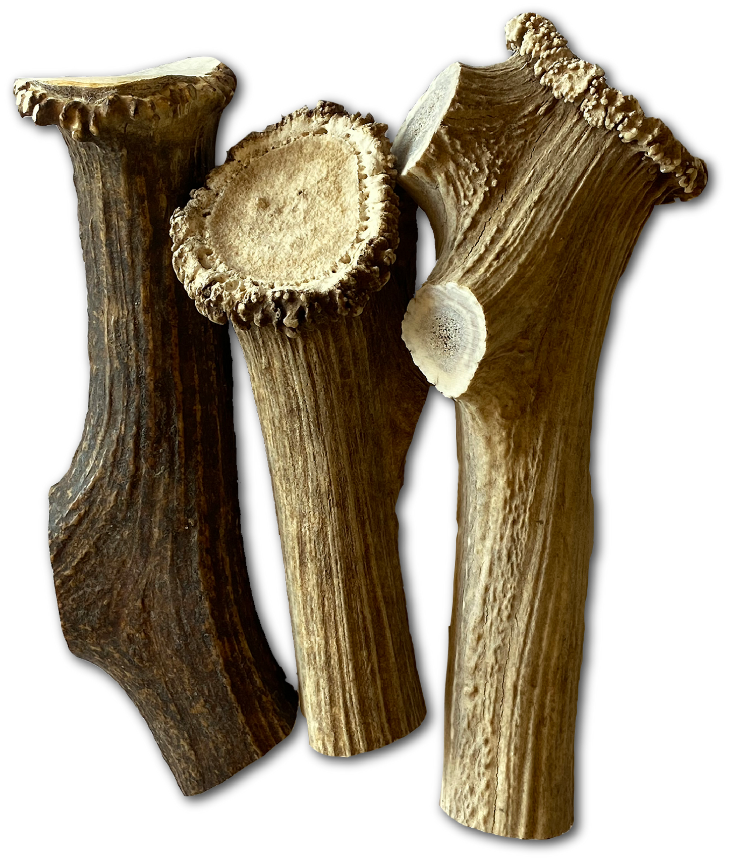 Mammoth Elk Antler Chew